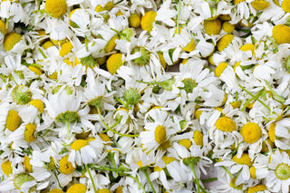 Chamomile: A Gentle Flower with Powerful Purpose